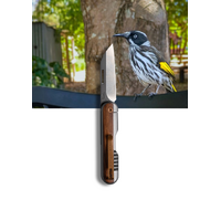 Koi Harry The Honey Eater Gentleman's Folding Knife With Sandvik Steel