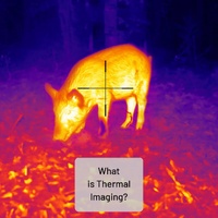 Thermal Image - Hog Hunting