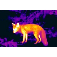 EXPLORING THERMAL - Fox