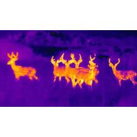 Thermal Deer Hunting